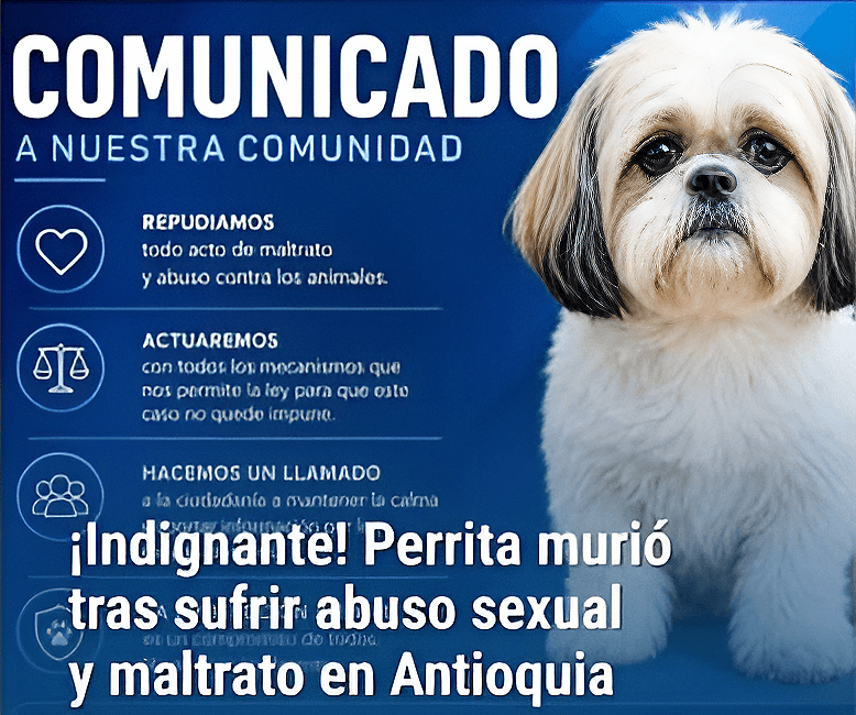 Maltrato animal: recompensa por muerte de Luna