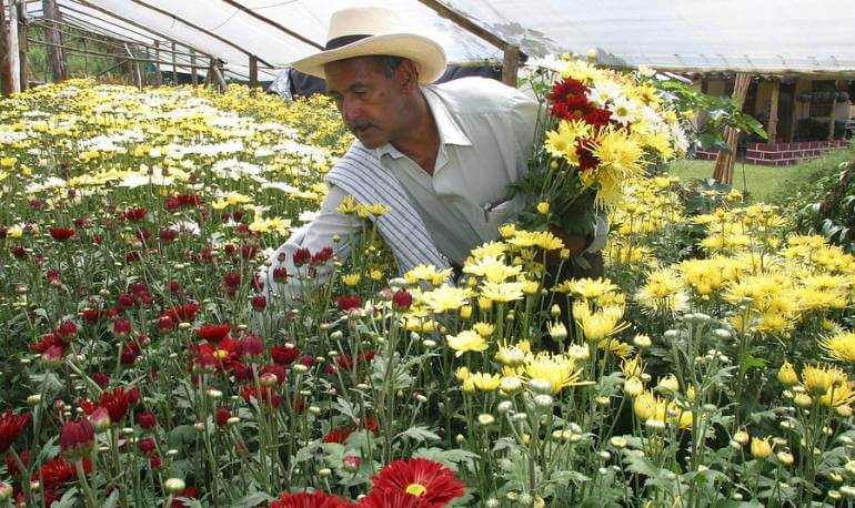 Floricultores en jaque: desplome del dólar y altos costos amenazan 54.000 empleos en el Oriente antioqueño