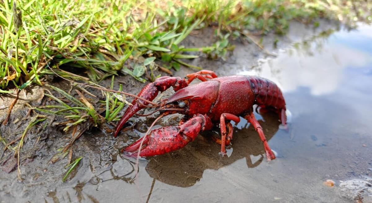Langostilla roja en Rionegro: Cornare alerta por riesgos ecológicos y sanitarios en humedales locales