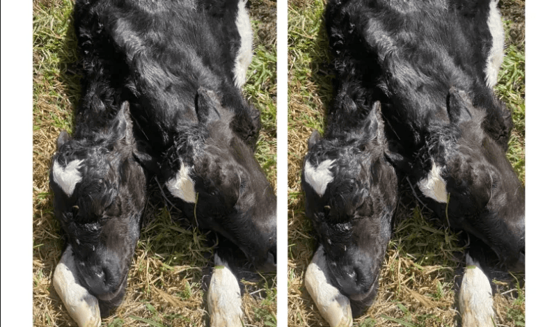 Ternera con dos cabezas nace en finca de La Unión