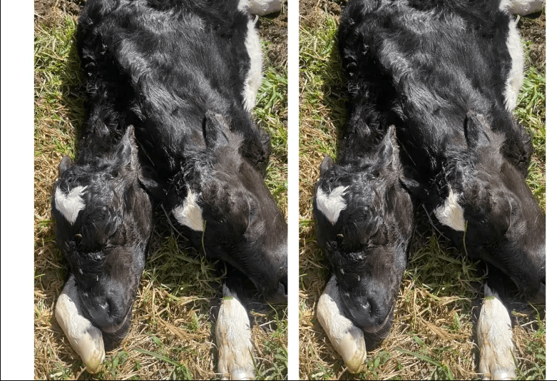 Ternera con dos cabezas nace en finca de La Unión