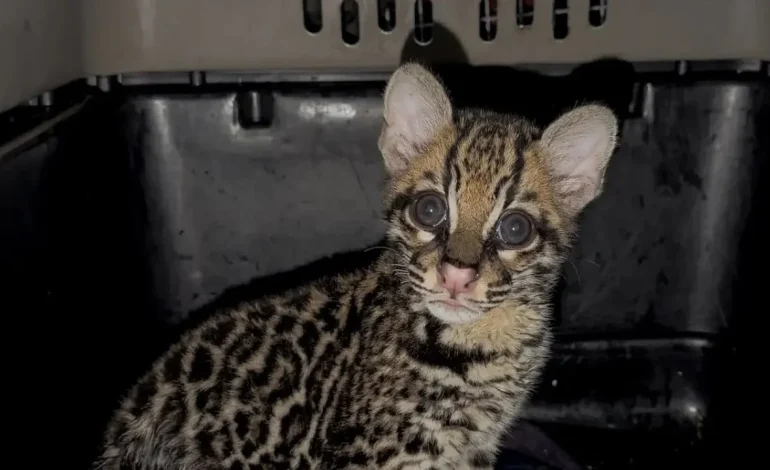 Santa Elena, Medellín, Leopardus pardalis, CAVR