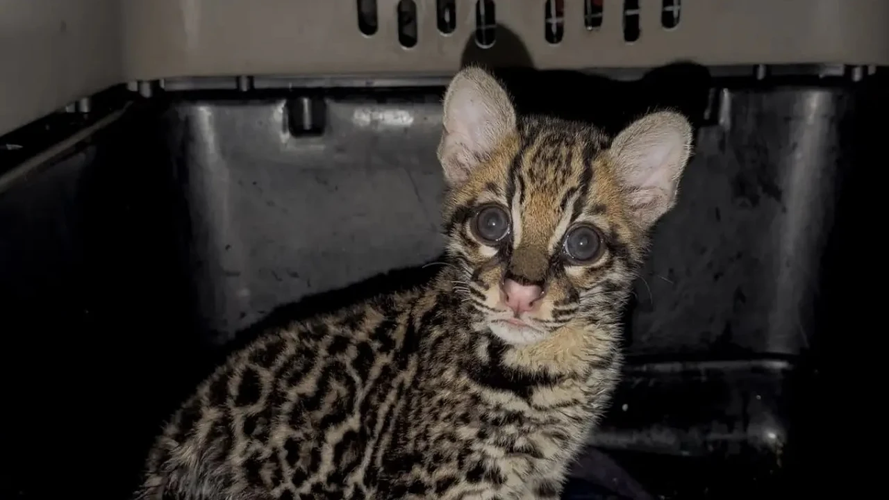 Ocelote en Santa Elena: nuevo rescate de 2026