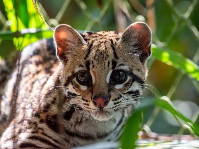 Ocelote en Santa Elena