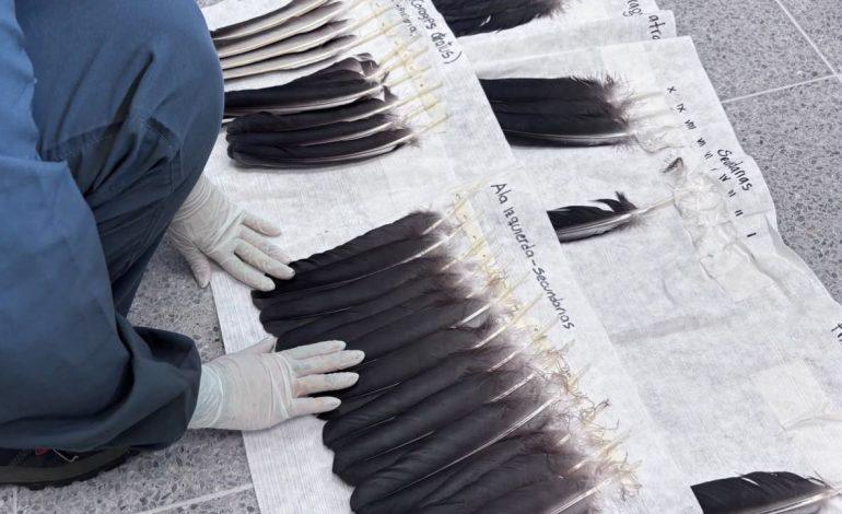 gallinazo en Medellín, fauna silvestre, implante de plumas, Valle de Aburrá
