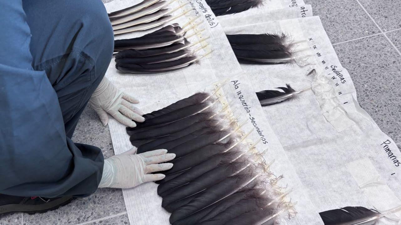 gallinazo en Medellín, fauna silvestre, implante de plumas, Valle de Aburrá